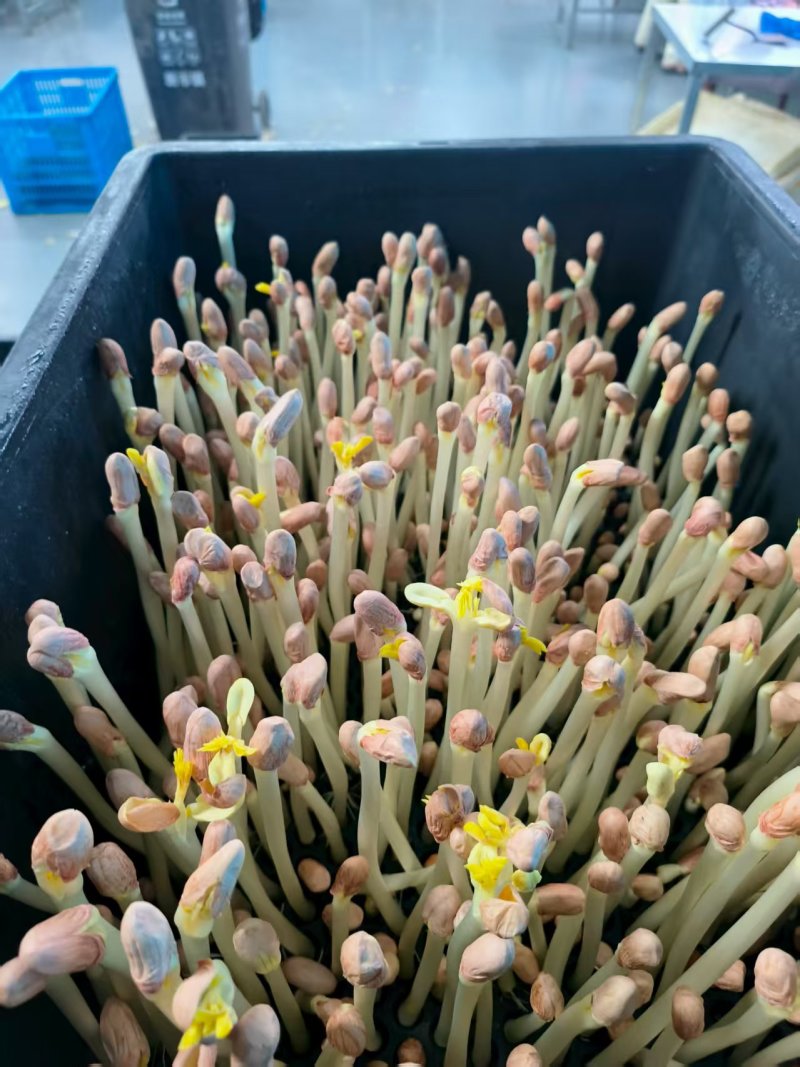 花生芽