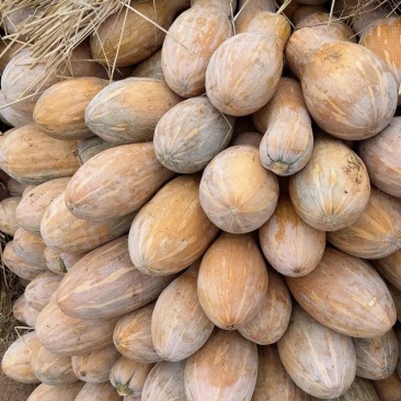 大量售卖蜜本南瓜