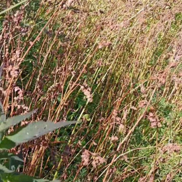 自家高山苦荞