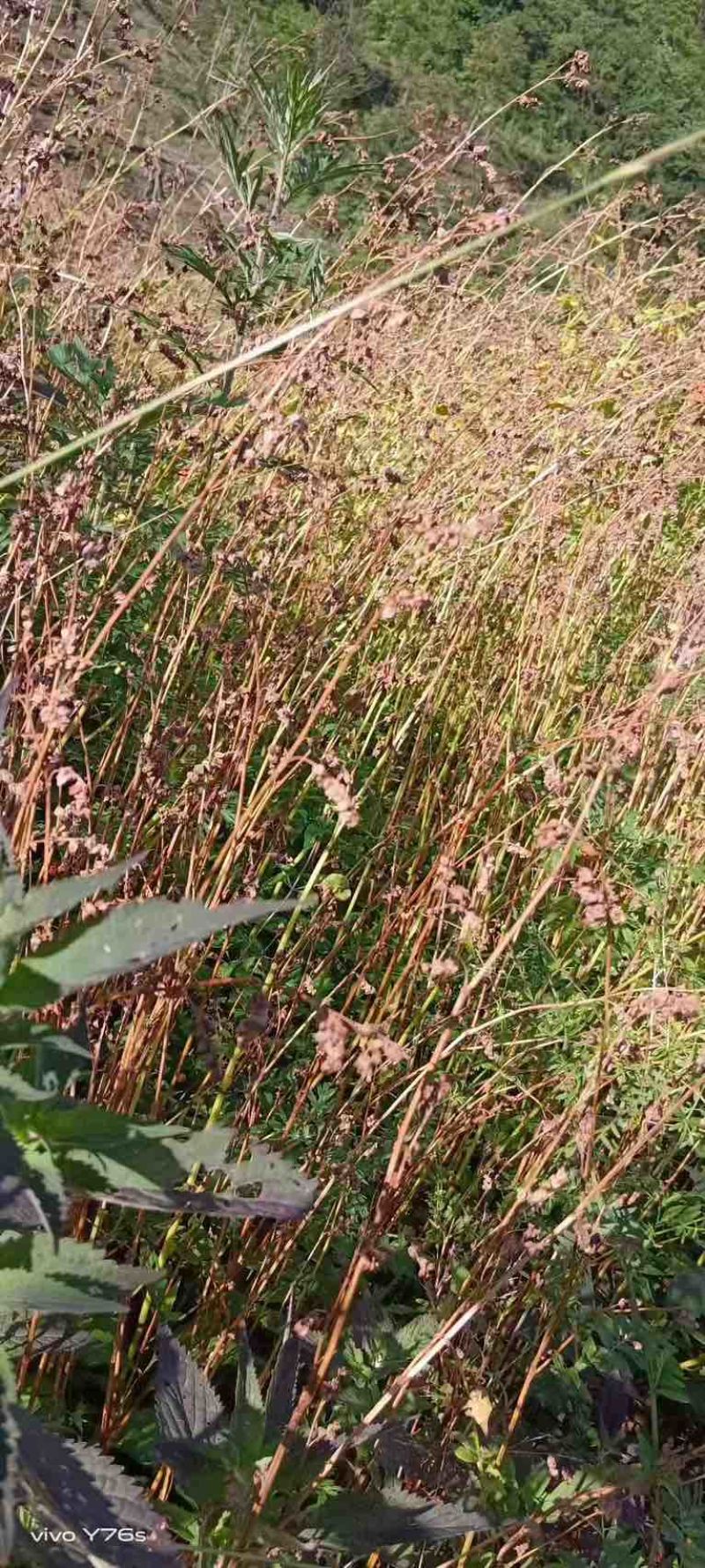 自家高山苦荞