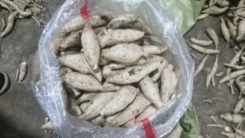 人参薯