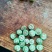 山东酸枣大量出货
