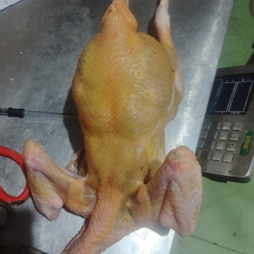 鲜杀三黄鸡