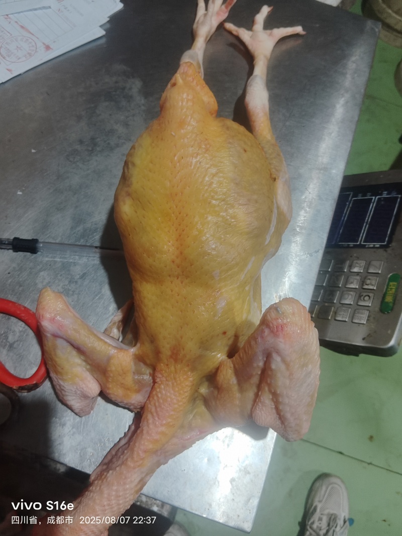鲜杀三黄鸡