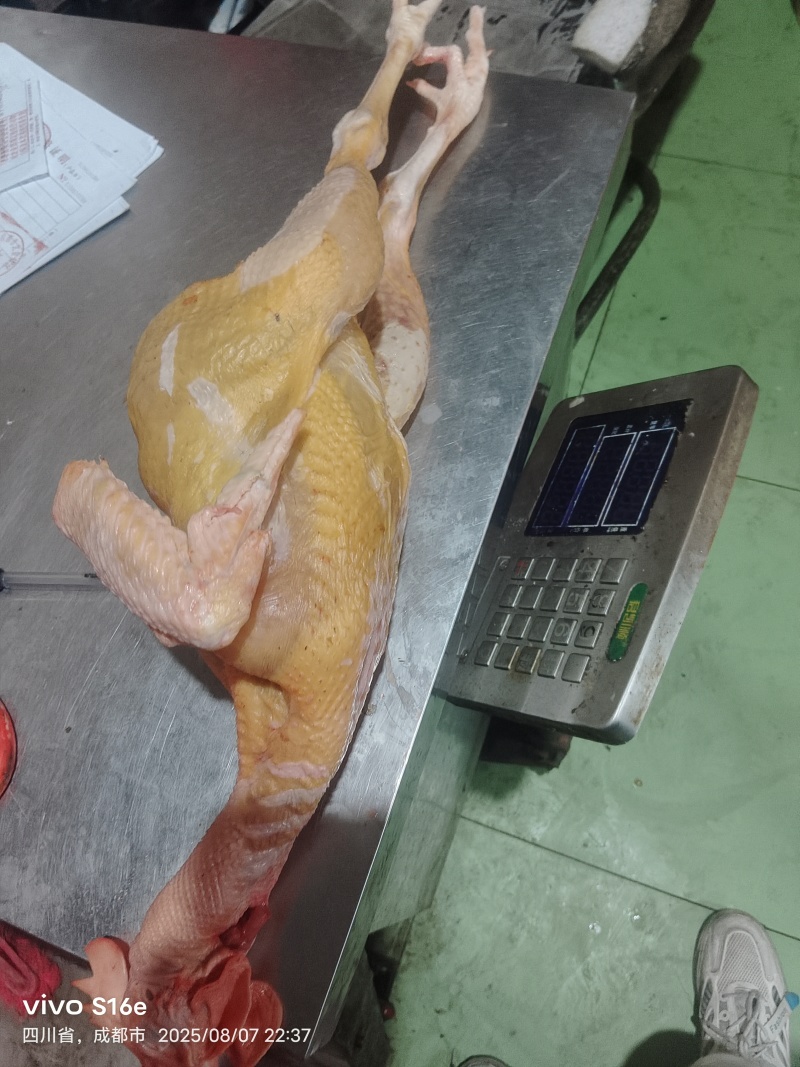 鲜杀三黄鸡