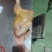 鲜杀三黄鸡