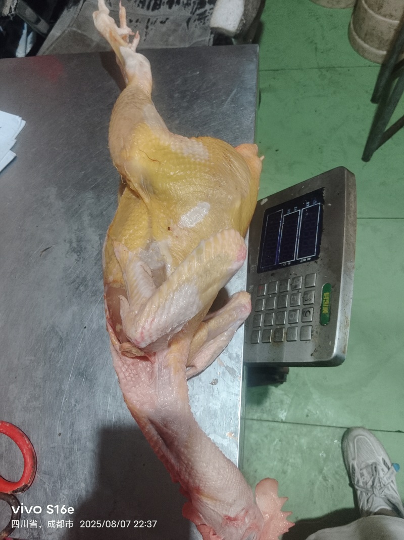 鲜杀三黄鸡