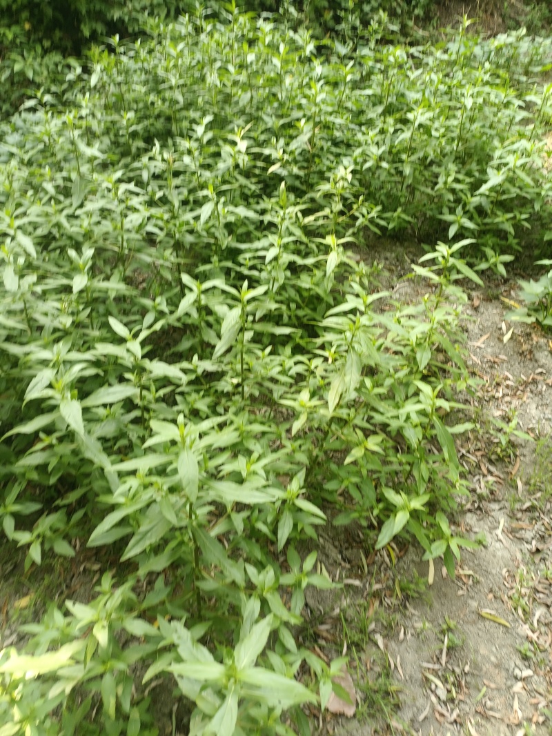 柘树根，乌药，墨旱莲，算盘子根，血藤，黄精等。