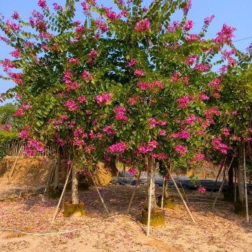 红花紫荆
