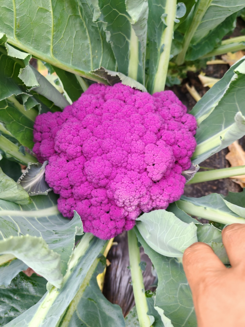 云南紫花菜大量出货，冷链发全国