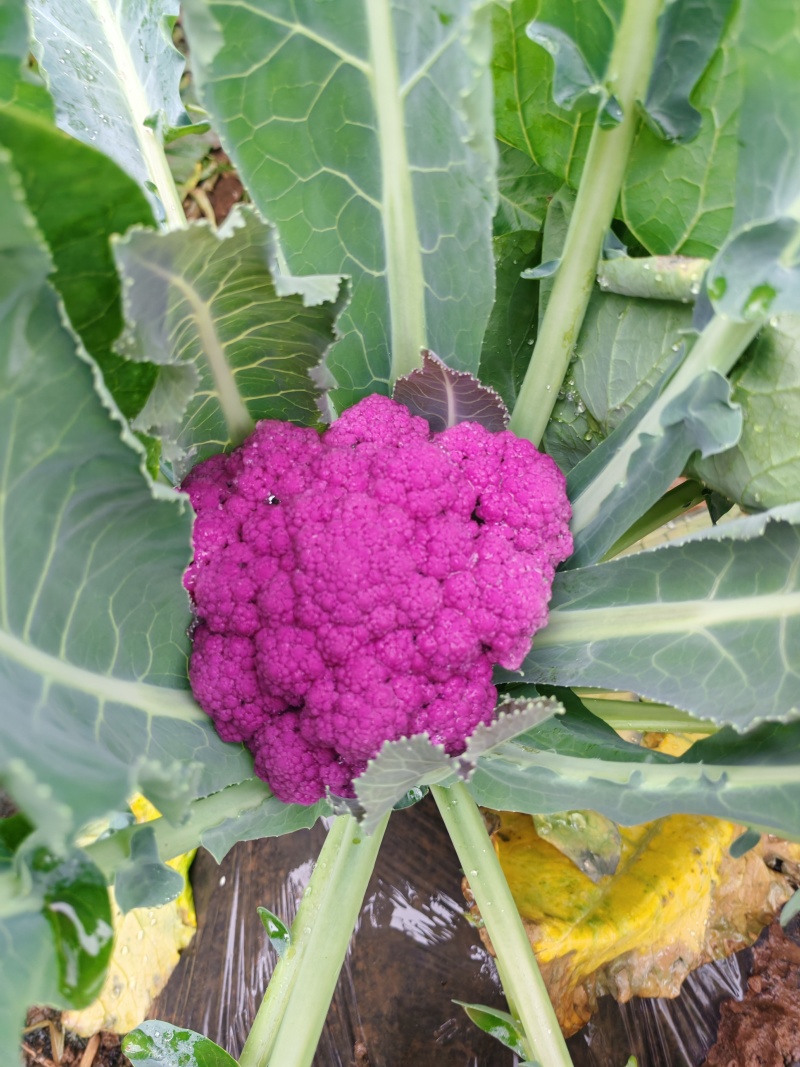 云南紫花菜大量出货，冷链发全国