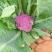 云南紫花菜大量出货，冷链发全国