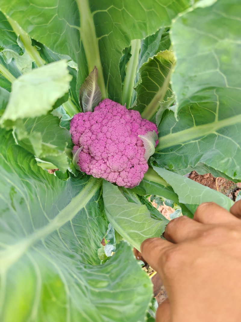 云南紫花菜大量出货，冷链发全国
