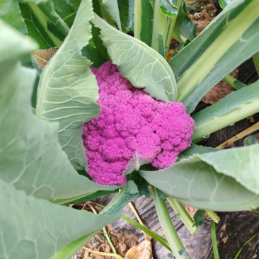云南紫花菜大量出货，冷链发全国