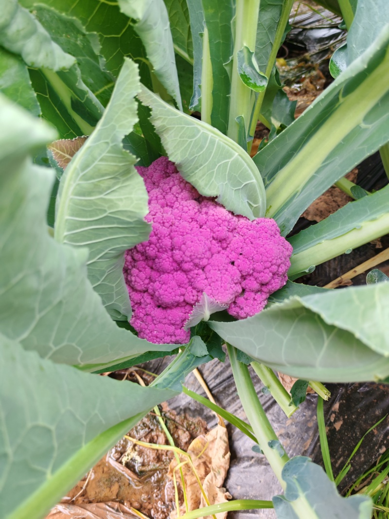云南紫花菜大量出货，冷链发全国