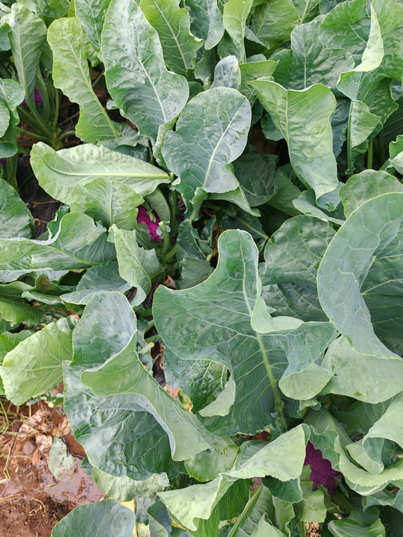 云南紫花菜大量出货，冷链发全国
