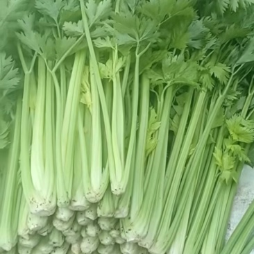 芹菜