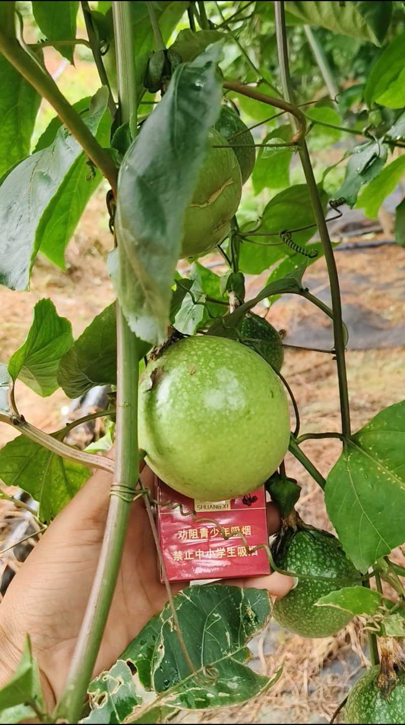 广西百香果，钦蜜9号，新鲜水果浆果类产地直供