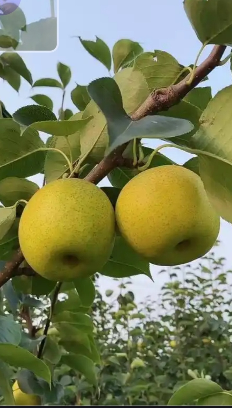 阳信皇冠梨