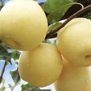 阳信皇冠梨