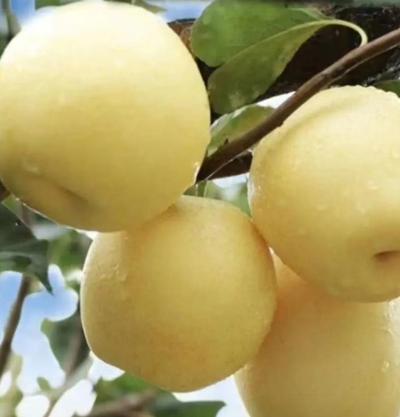 阳信皇冠梨