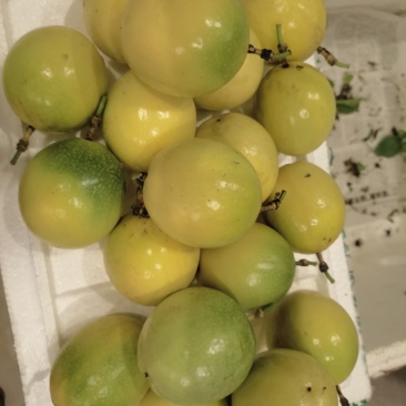 钦蜜9号黄金百香果