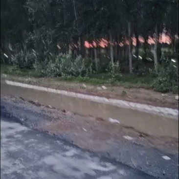 杨树