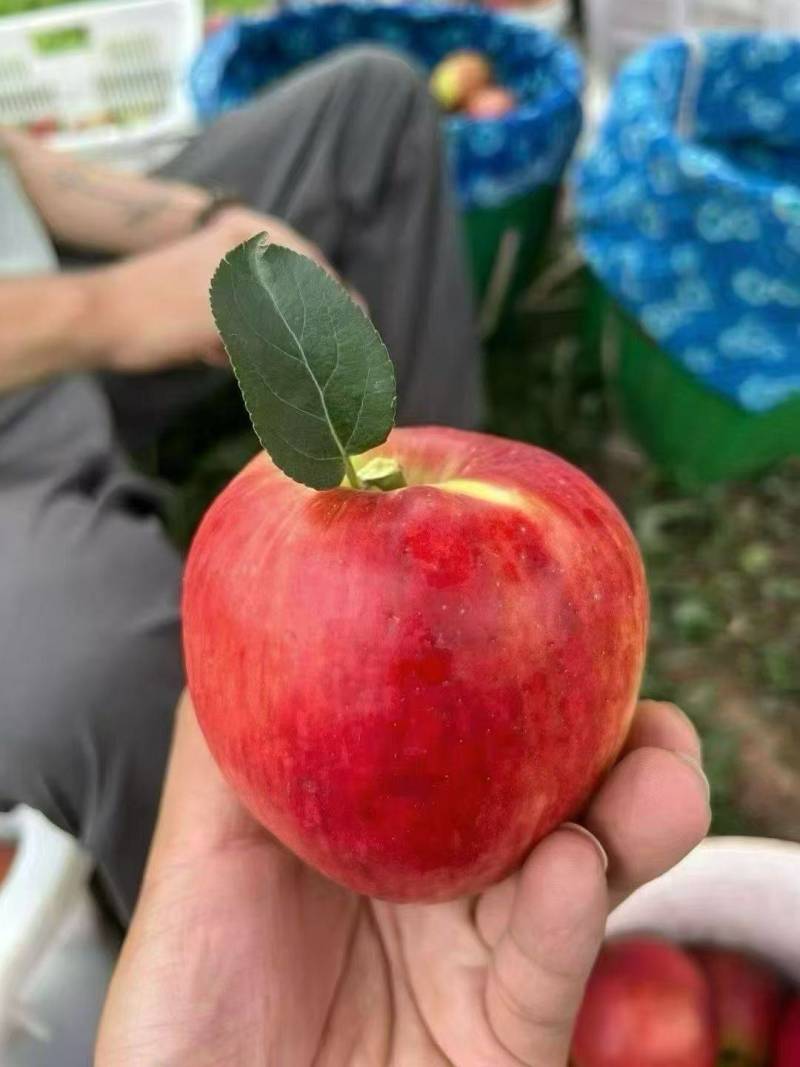 昭通红露苹果精装上市，一件包邮，尝鲜正当时！