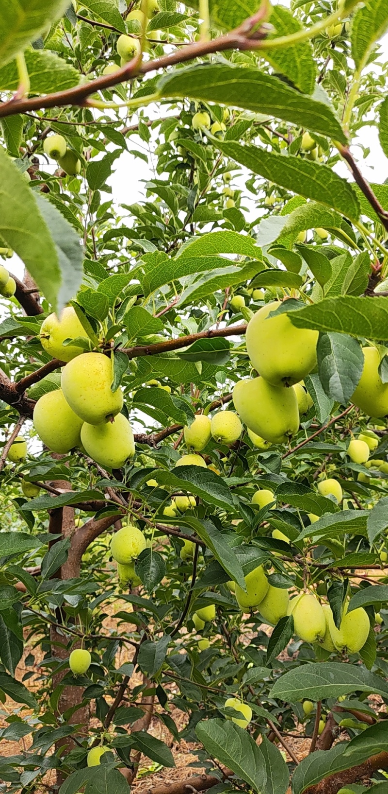 鸡心果