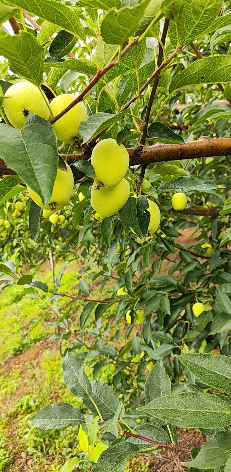 鸡心果