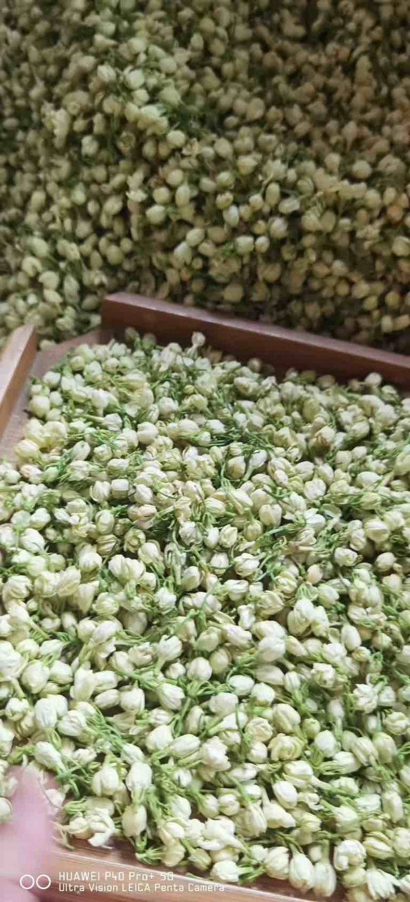 横县本土茉莉花干花蕾