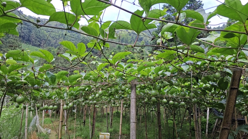 钦密9号百香果，大量供应