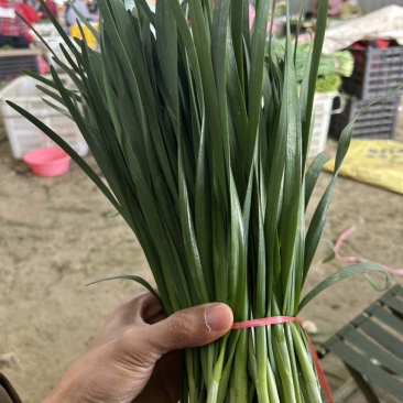云南精品韭菜