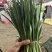 云南精品韭菜
