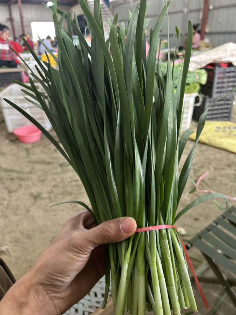 云南精品韭菜