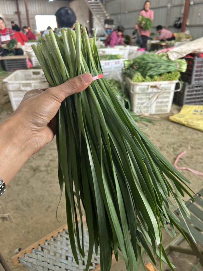 云南精品韭菜