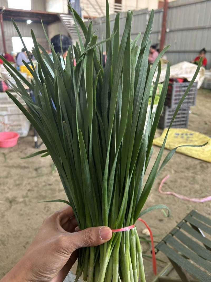 云南精品韭菜