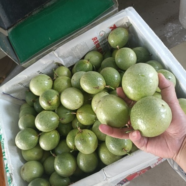 广西钦蜜9号百香果电商小果中果大果特果全规格