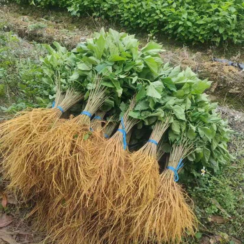 桑树苗