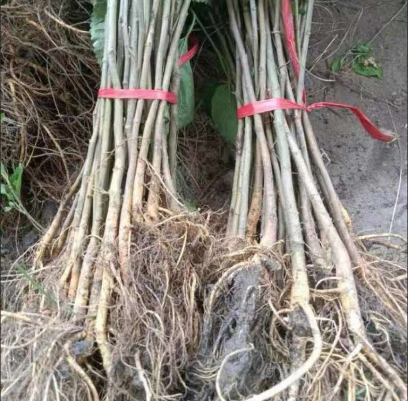 桑树苗