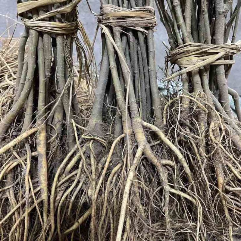桑树苗