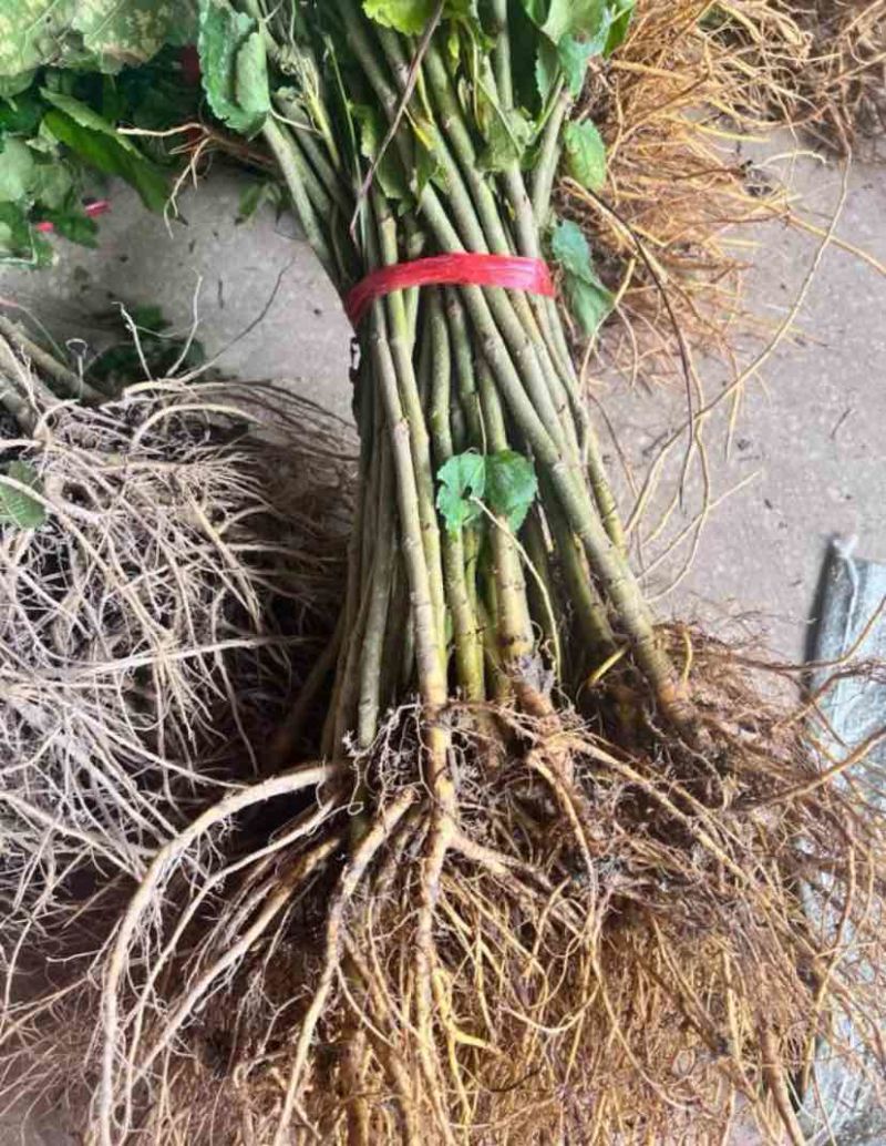 桑树苗