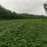 烟薯25玛莎莉红薯