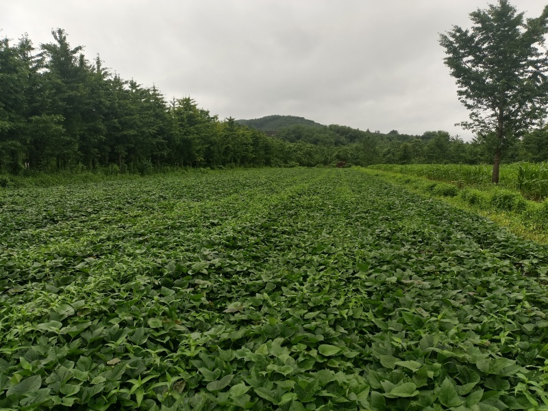 烟薯25玛莎莉红薯