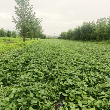 烟薯25玛莎莉红薯
