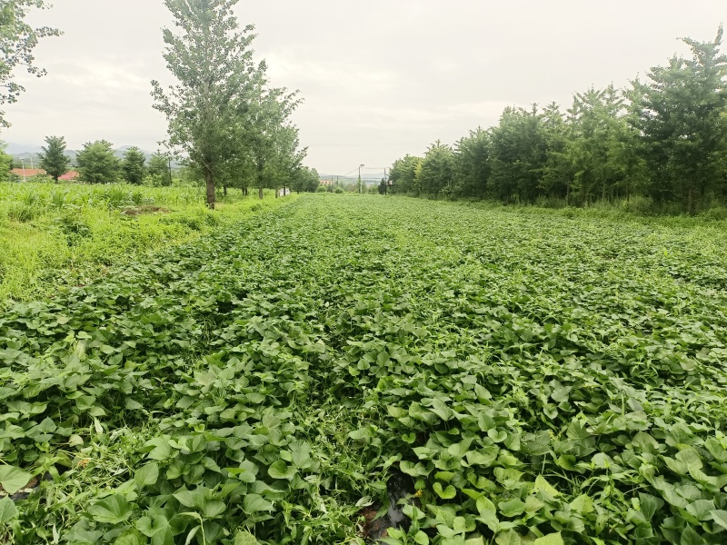 烟薯25玛莎莉红薯
