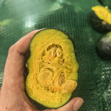贝贝南瓜