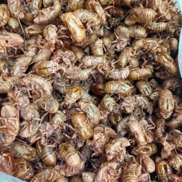 成都简阳禅壳