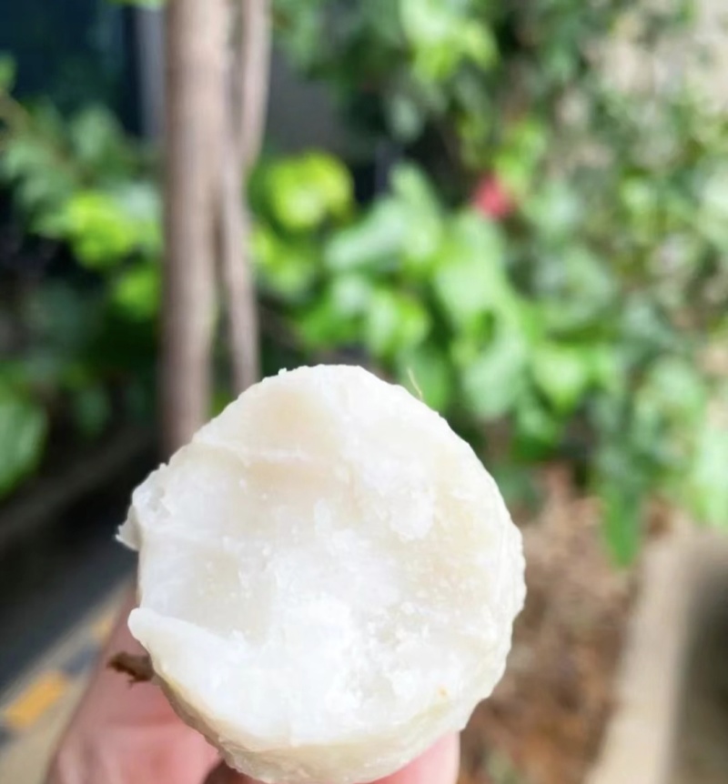 江西红芽芋