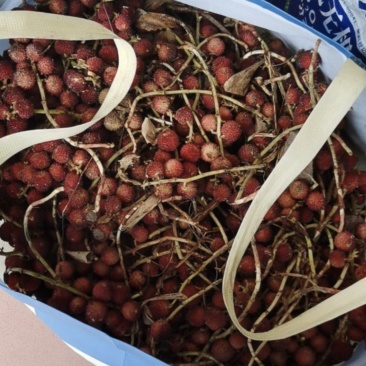 沙仁果，有现货